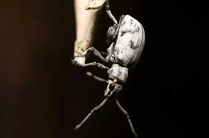 Sri Lanka Weevil