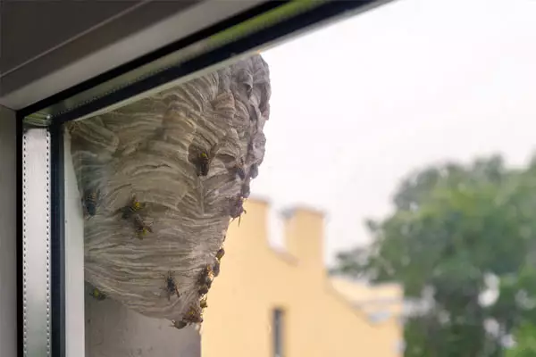 wasp nest on commercial building