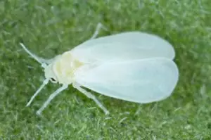 Whitefly in Florida
