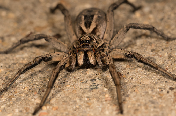 Wolf Spider