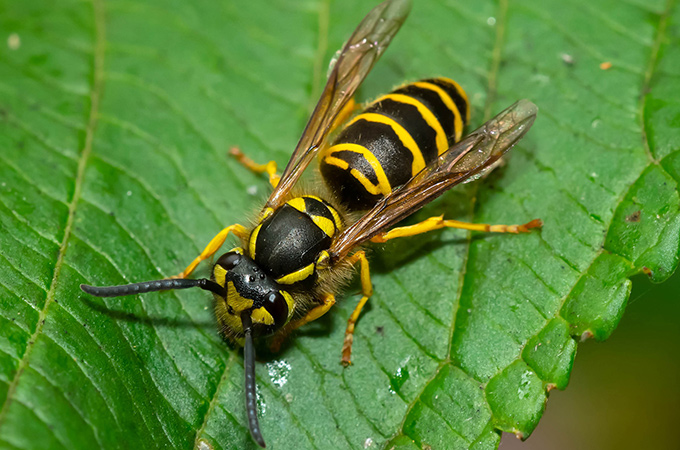 Yellow Jacket