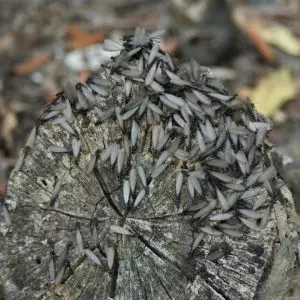photo of termites on wood