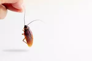 hand holding cockroach