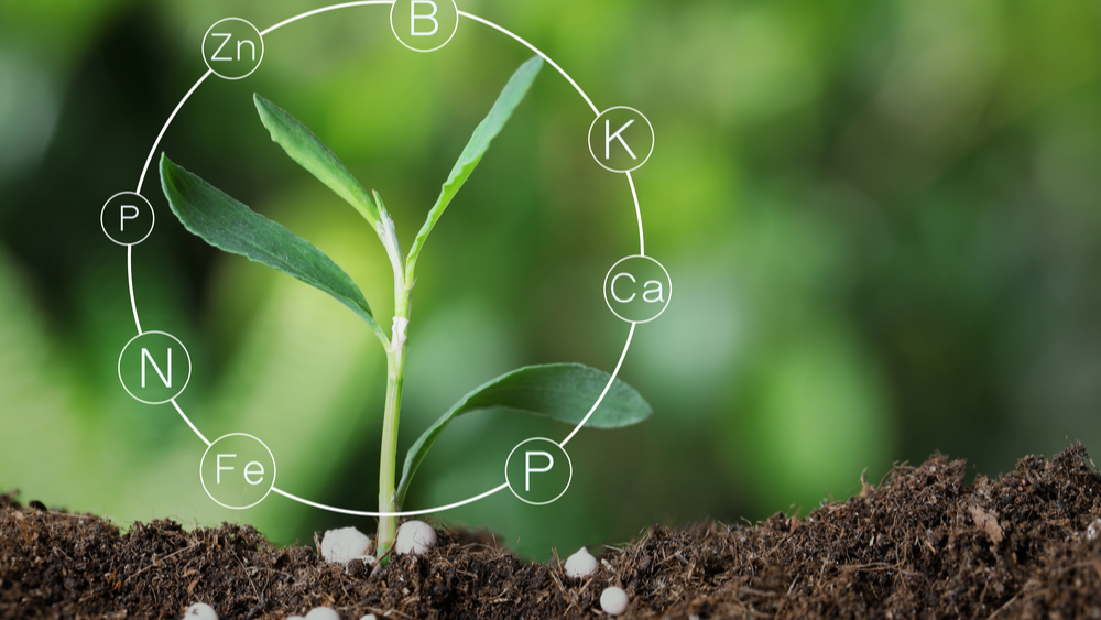 Fertilizer providing nutrients to a plant