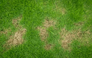 damage to lawn from sod web worm vs grub