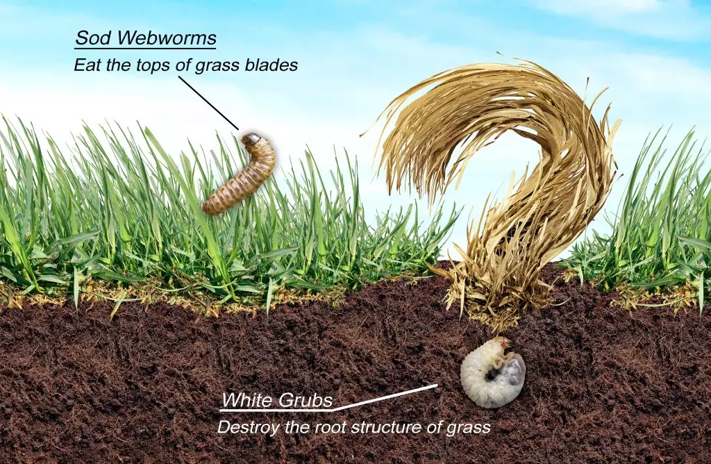 Sod Webworm vs grubs can cause damage to lawns