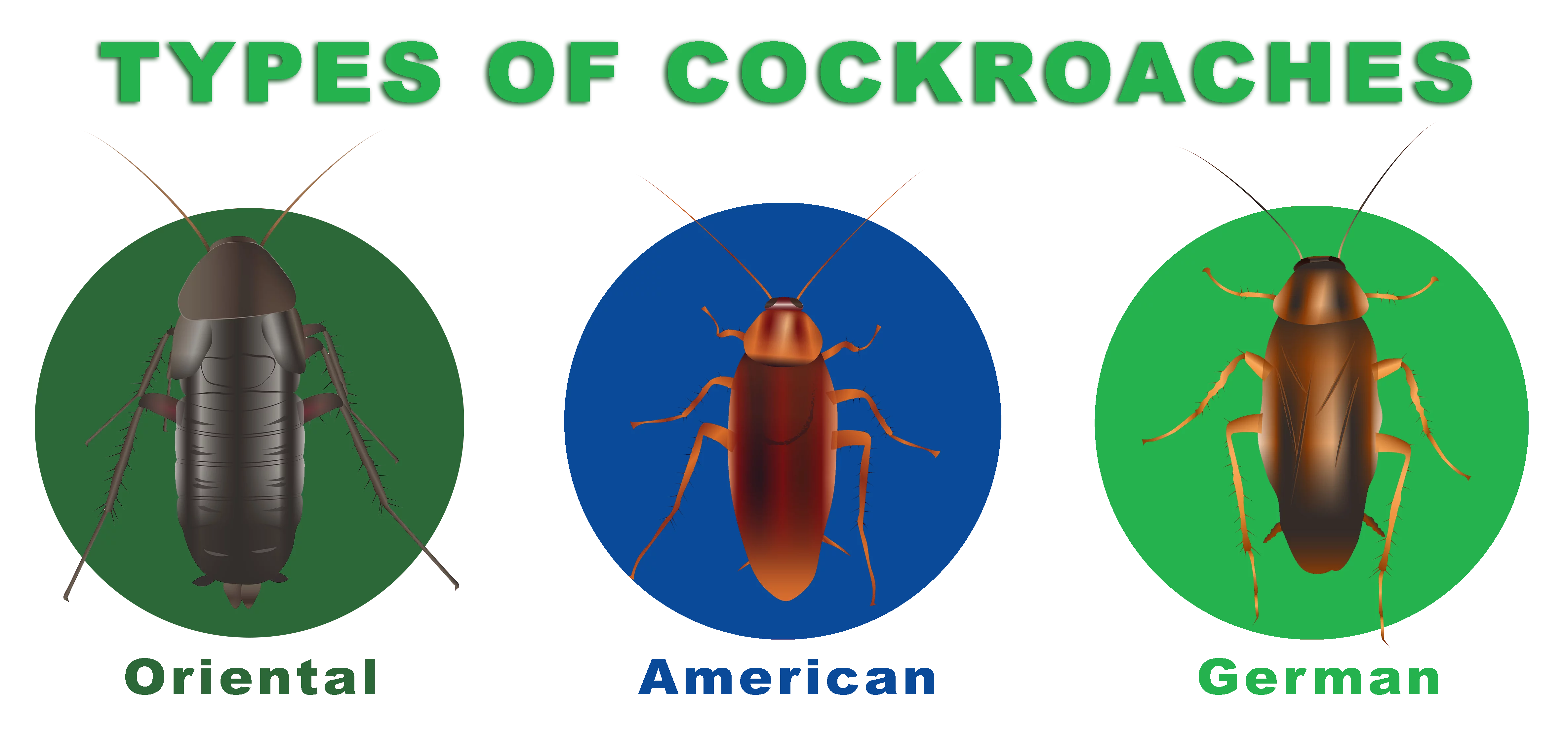 Different types of cockroaches