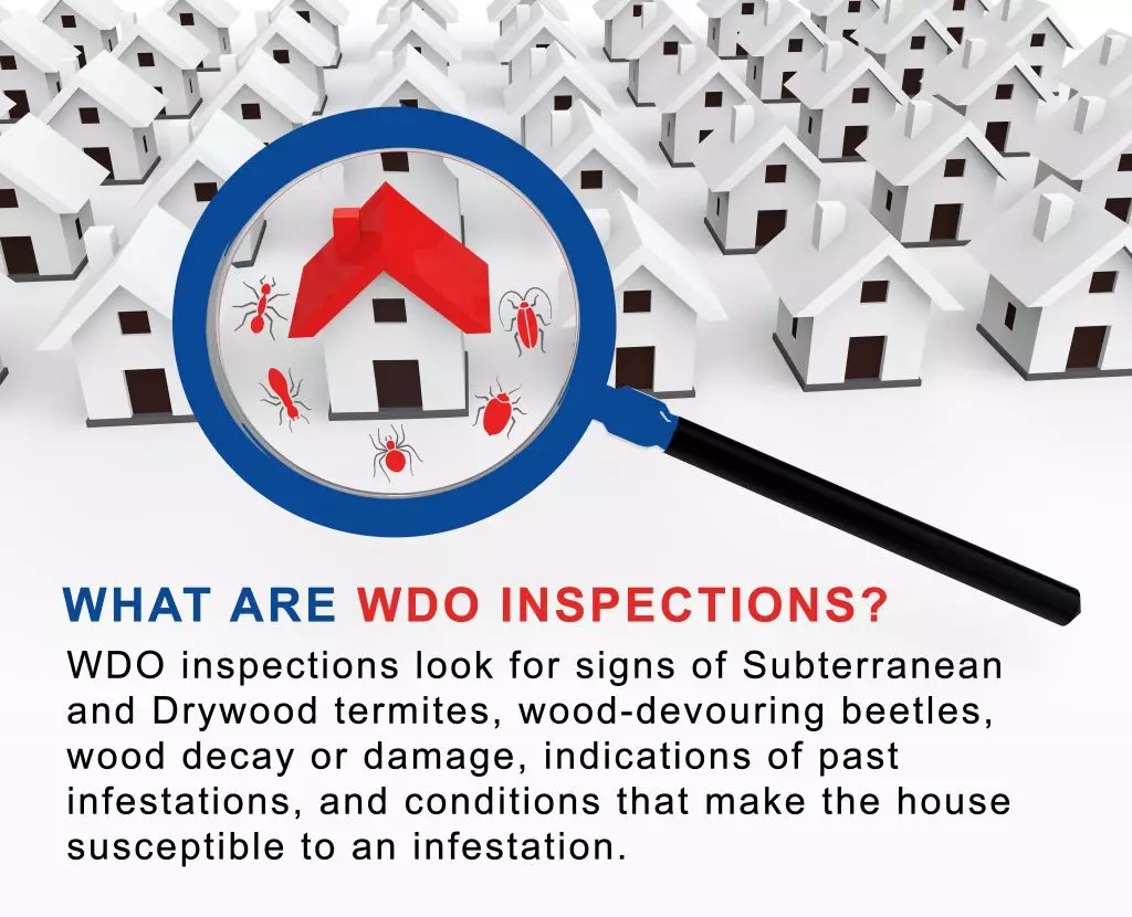 A graphic explaining what WDO are and how they are a part of a pest inspection before buying a house.