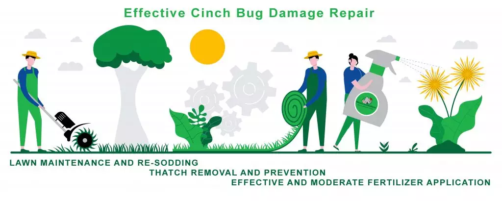chinch bug damage repair
