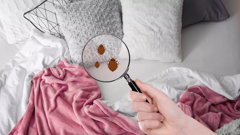 Homeowner with magnifying glass finding bed bugs deciding between heat vs. chemical treatment