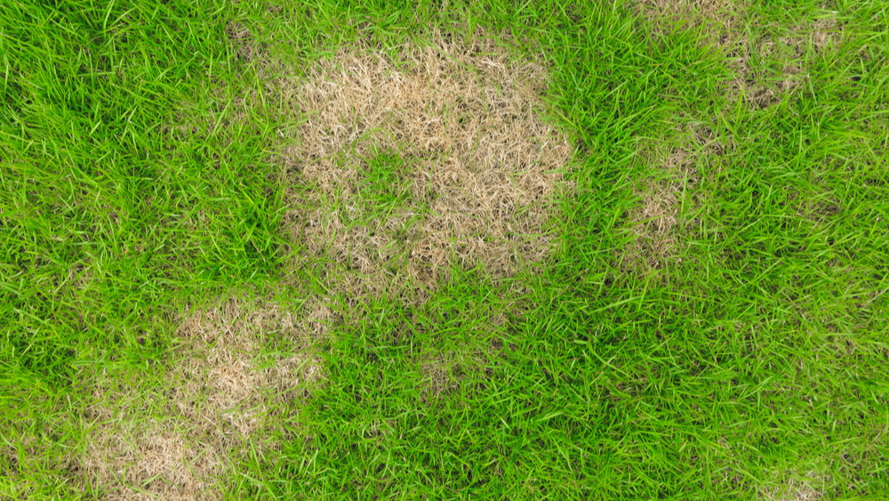 Chinch bug lawn damage