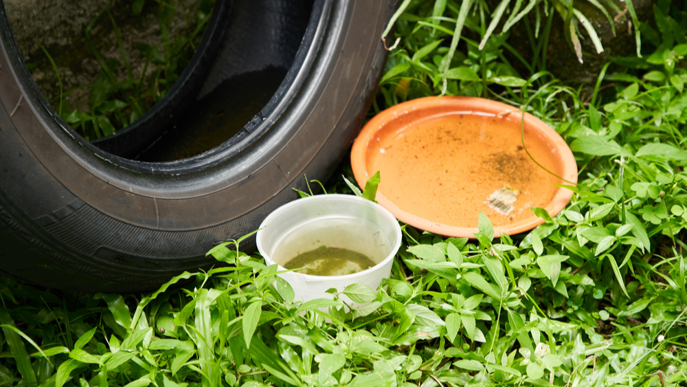 three containers of standing water that are a source of mosquito breeding.