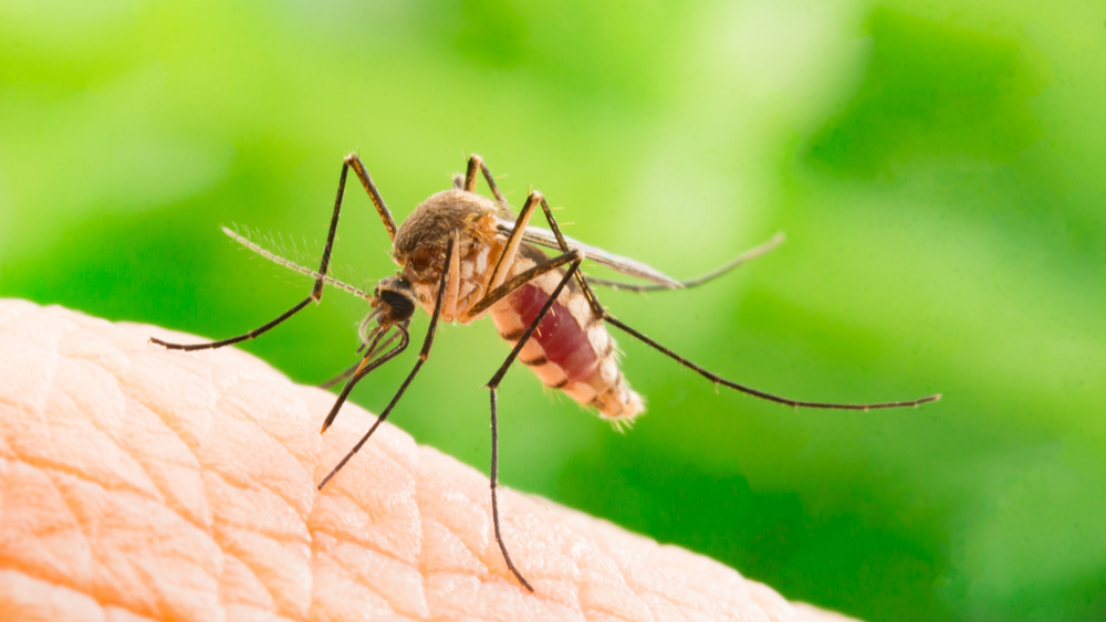 Close-up view of an Aedes aegypti mosquito as it bites someone