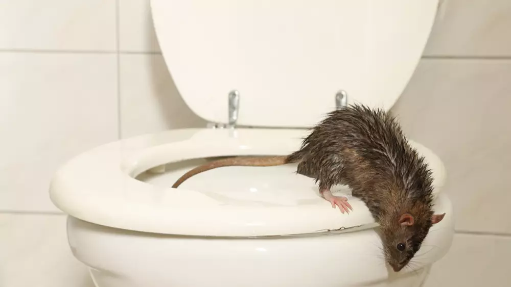 A rat crawling out of a toilet is a sign of a rat infestation