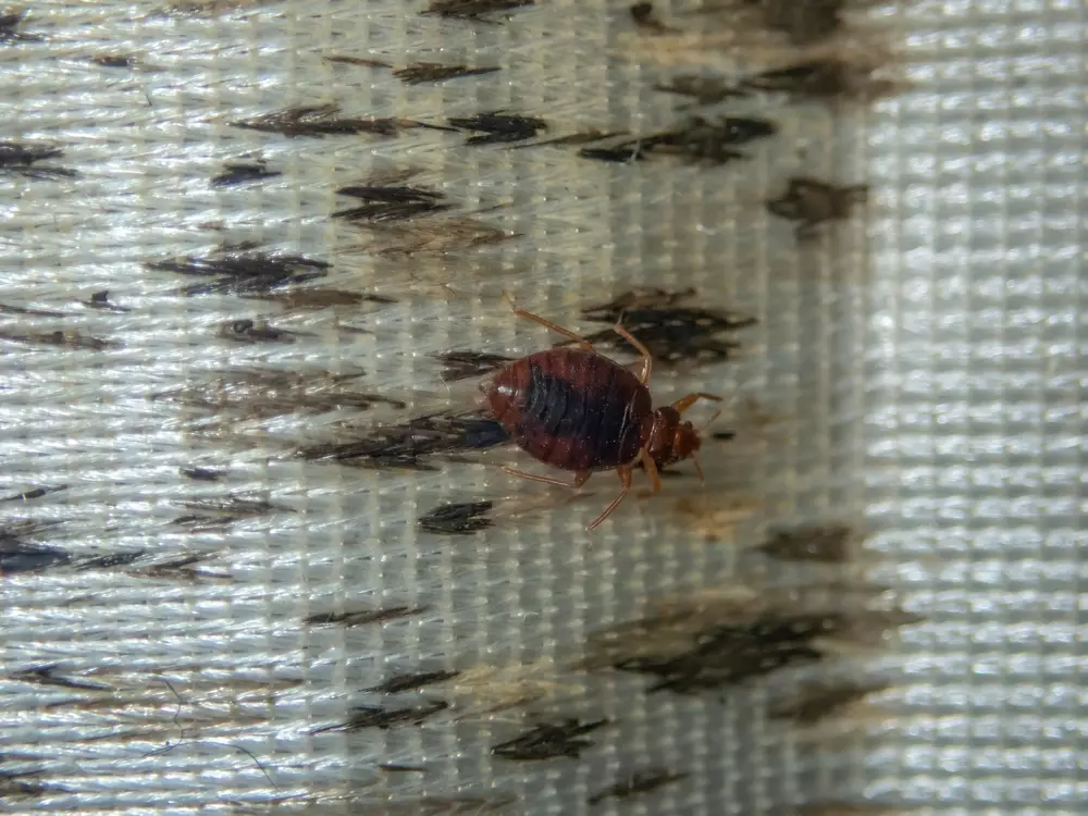 A bed bug infested mattress needed bed bug treatment