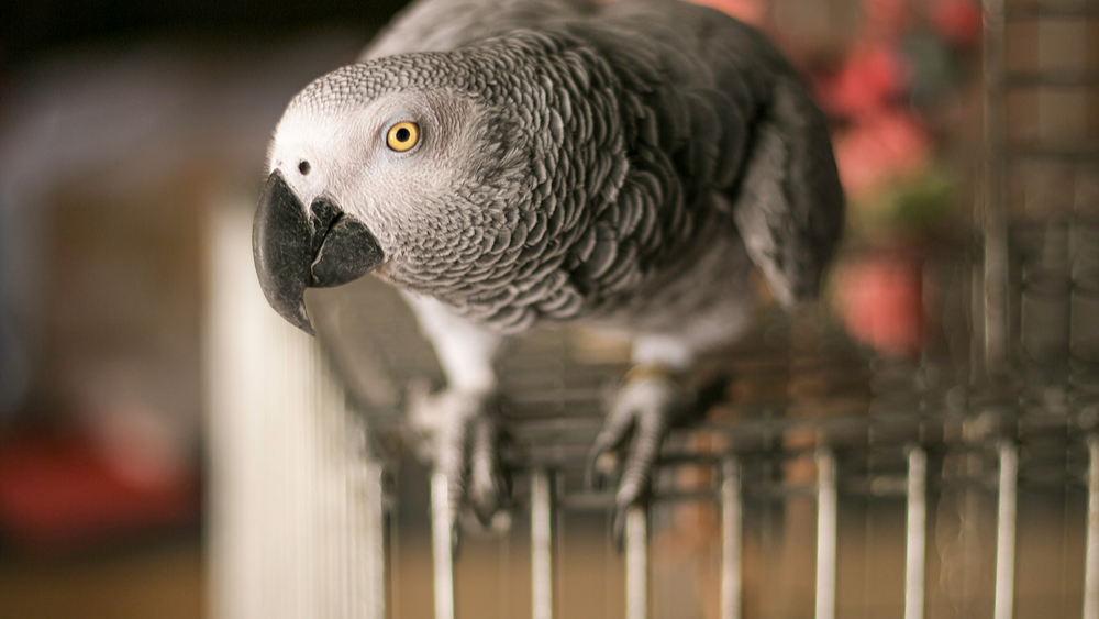 A pet bird safe after pest control services