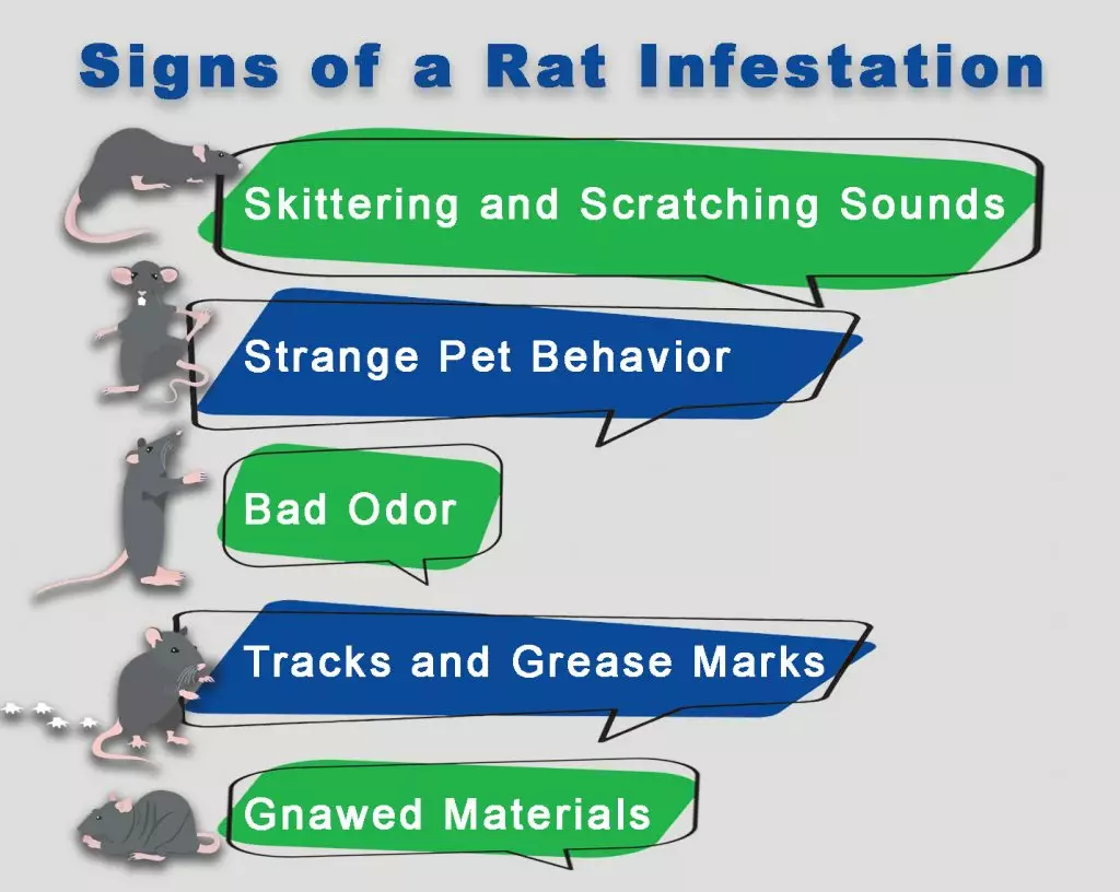 Signs of a rat infestation