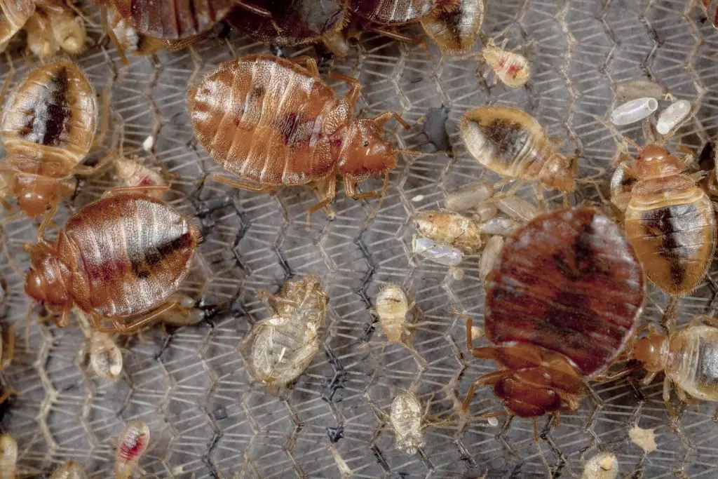 close up of bedbugs