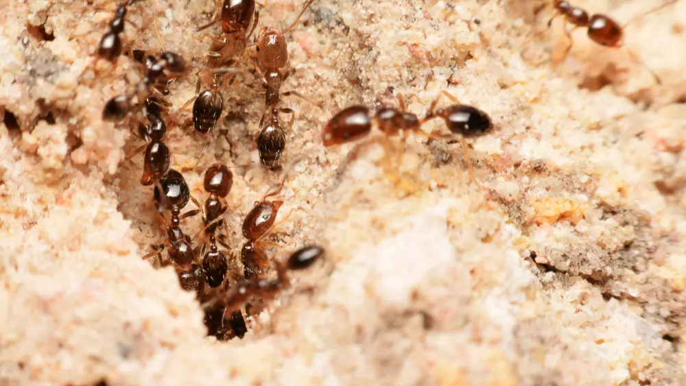 Fire ants on homeowners property requiring fire ant treatments