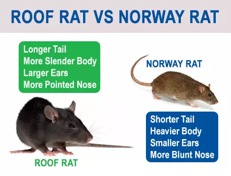 graphic of types of rats you may find in your attic