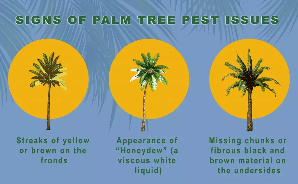 Colourful hand drawn palm tree. Retro tropical coconut trees, vintage miami palms vector illustration set