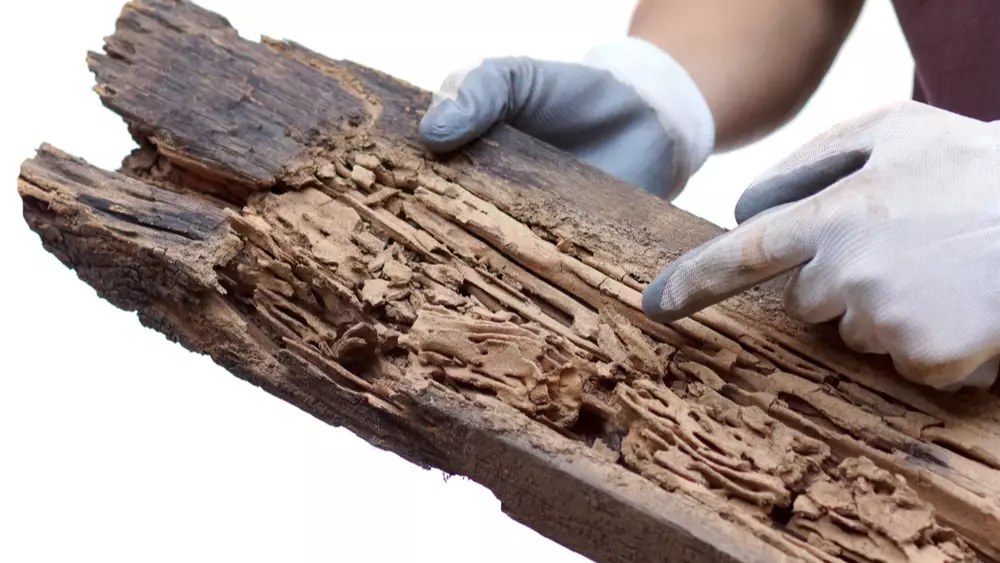 Badly damaged wood by termites will add to yearly termite treatment costs