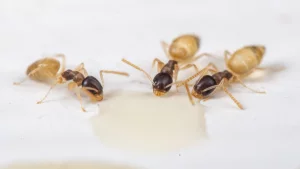 Ghost ants in South Florida