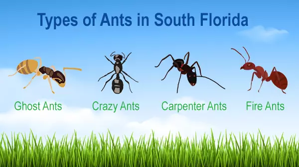 four different types of ants in South Florida