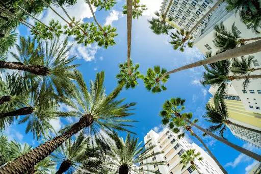 Ground-level view of palm trees around a South Florida building, looking skyward
