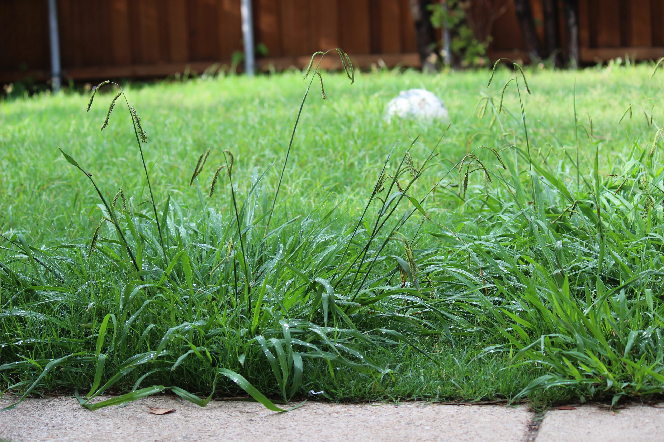 A picture that will allow you to know what hairy crabgrass looks like