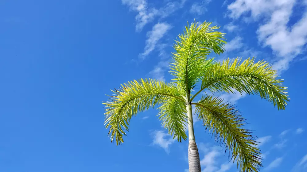 A Foxtail Palm is one kind of palm that needs professional palm tree care