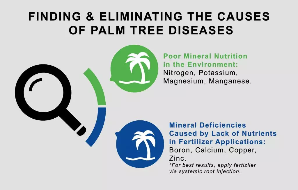 A graphic displaying causes of palm tree diseases in Florida
