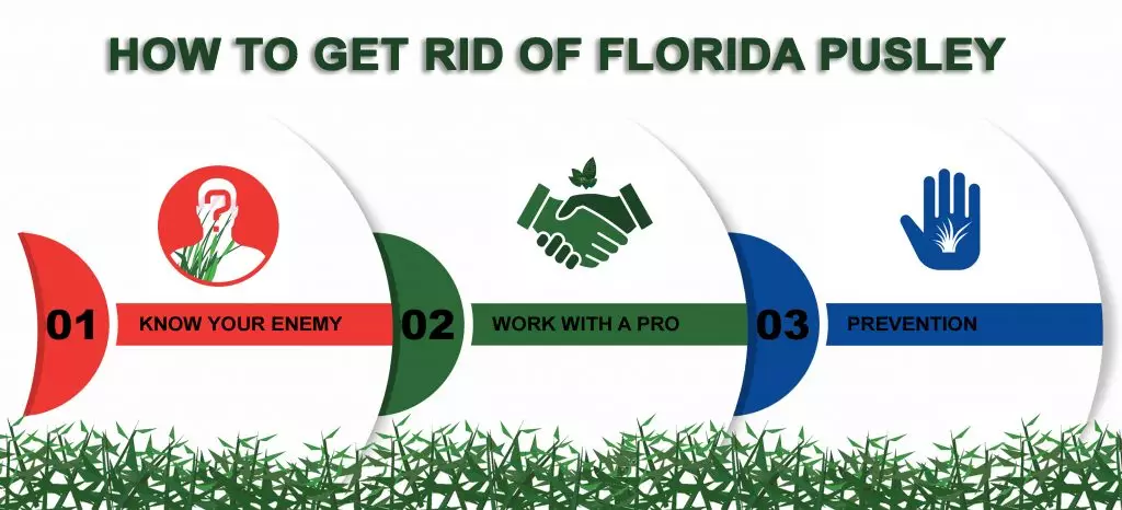 A graphic displaying the 3 steps on how to get rid of Florida Pusley