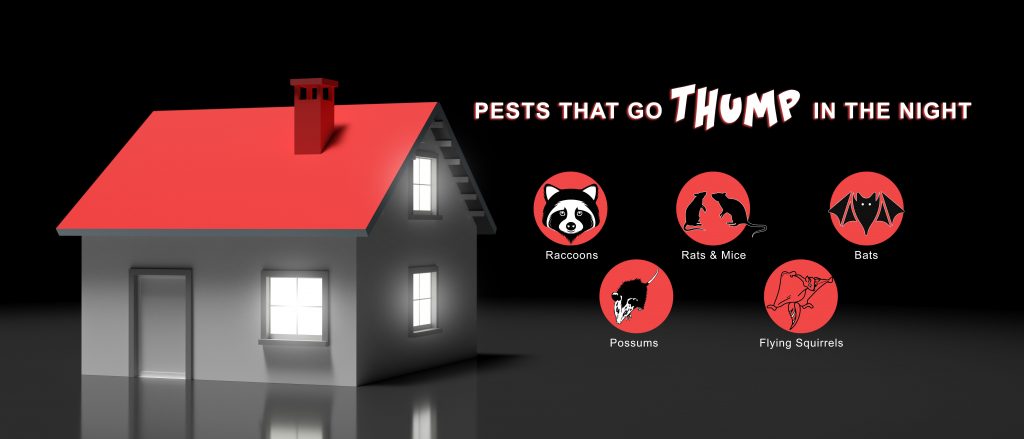 A graphic illustrating some pests that might cause you to hear a scratching noise in the ceiling.
