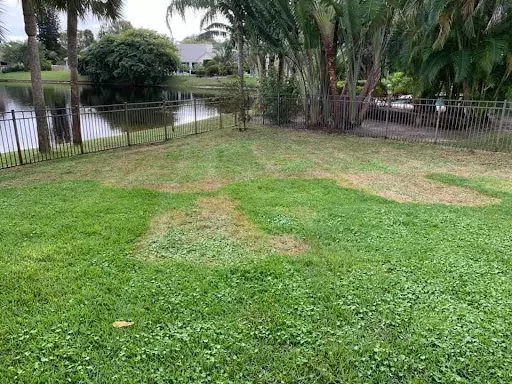 A picture of a South Florida Lawn before Nozzle Nolen Super Turf Plus Complete Lawn care