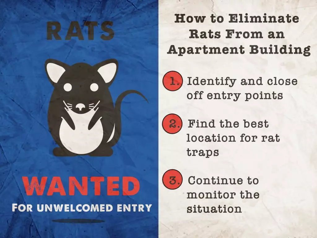 A graphic with a list of steps to take if you find a rat infestation in an apartment.