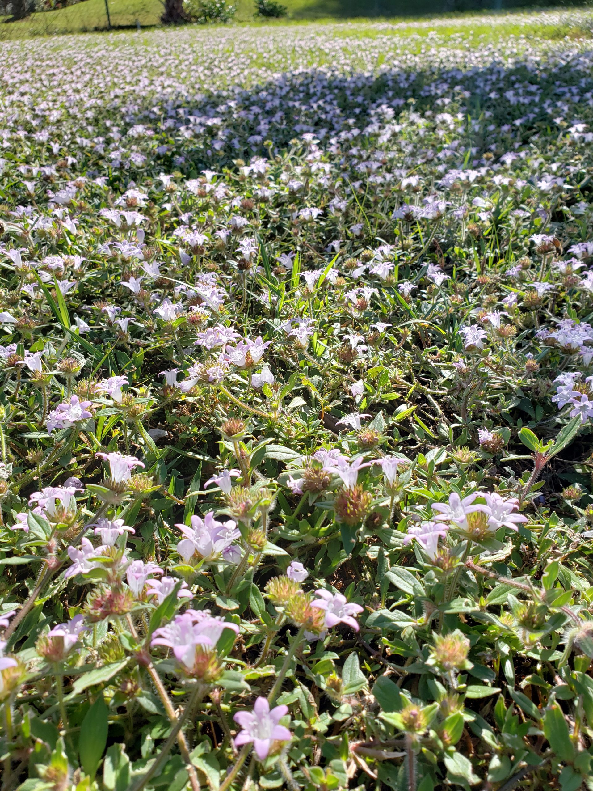 A South Florida lawn invaded by Florida Pusley