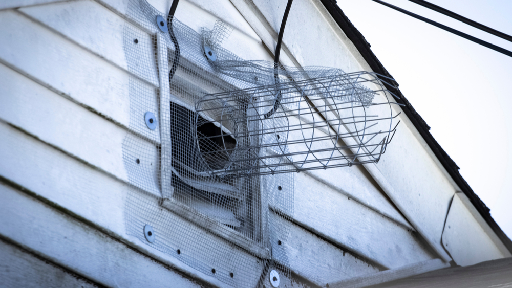 A rodent exclusion tunnel is a great way to get rats out of the attic if you are hearing scratching noises at night.