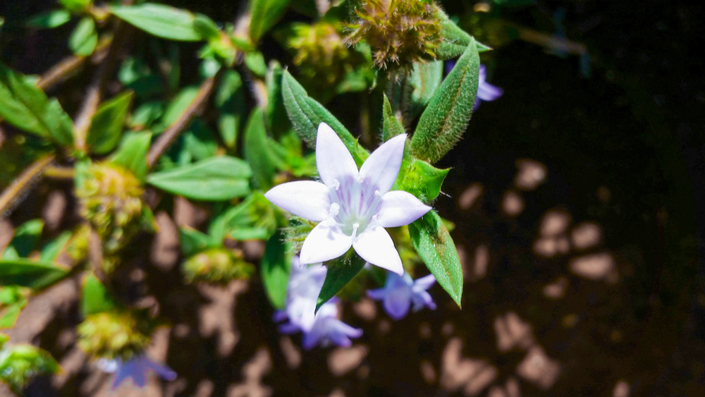 The Florida Pusley weed has light purple flowers, reddish-brown stems, and hairy leaves.