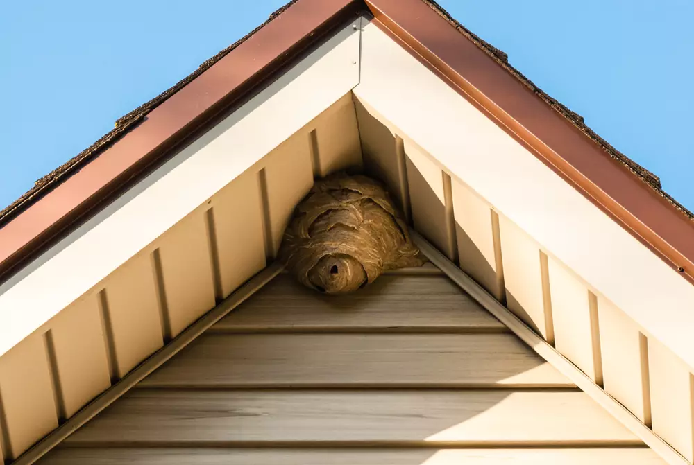 A paper wasp nest requiring a professional wasp exterminator