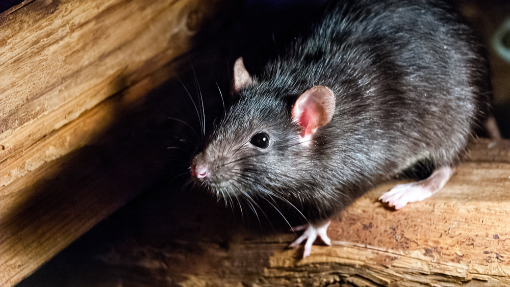 A black rat, also known as a roof rat or house rat, scurries in a building’s rafters