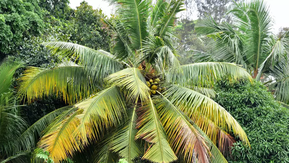 A palm tree whose fronds are turning yellow and brown from a palm tree disease in Florida