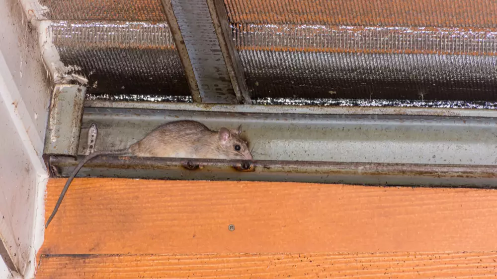 A mouse runs through a lip channel on steel roof.