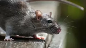 brown rat in Florida - pest control