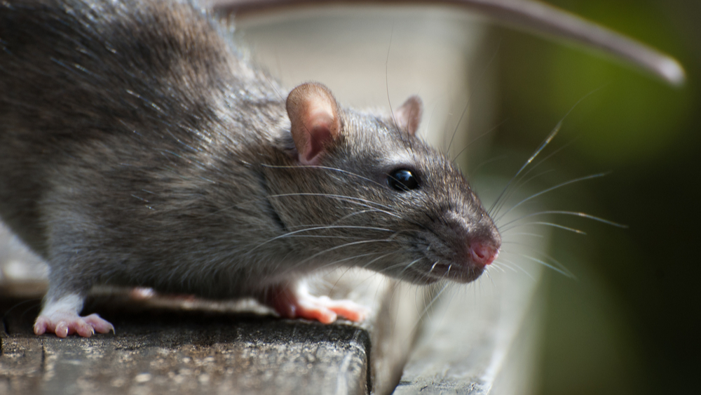 Closeup profile of a brown rat demonstrates the need for rodent control