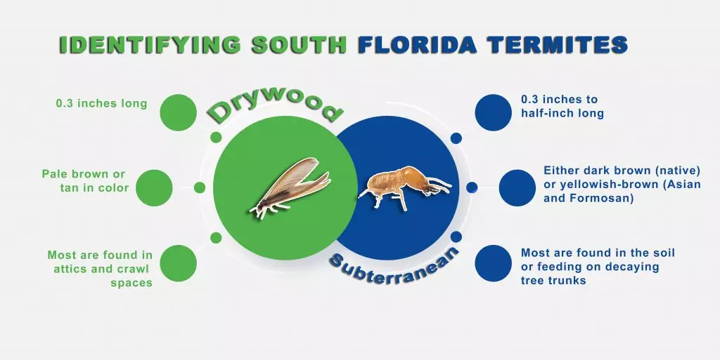 A graphic displaying Florida termite identification between Drywood termites and Subterranean termites.
