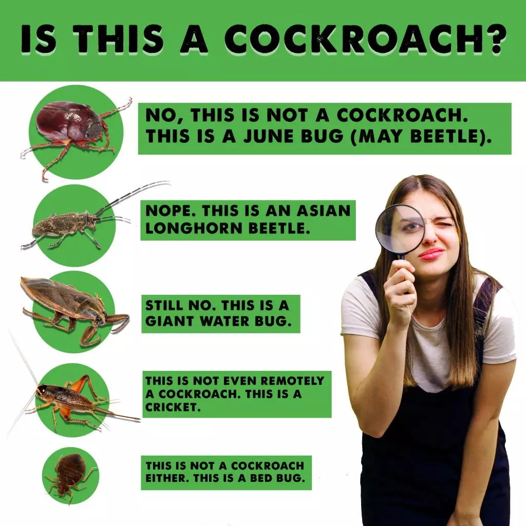 A graphic illustrating types of bugs that look like cockroaches but are not. 
