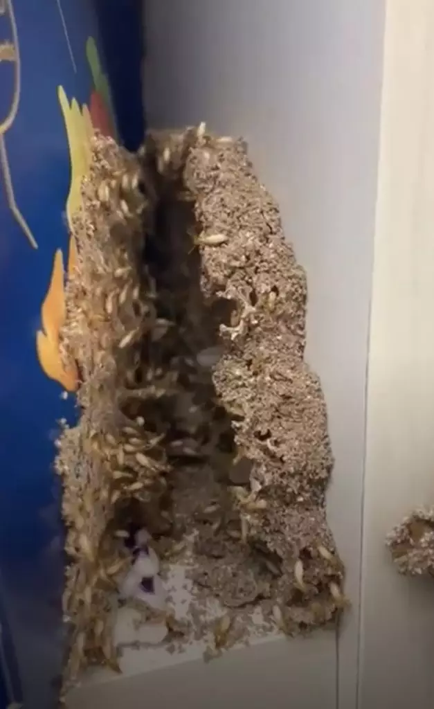 A large colony of termites