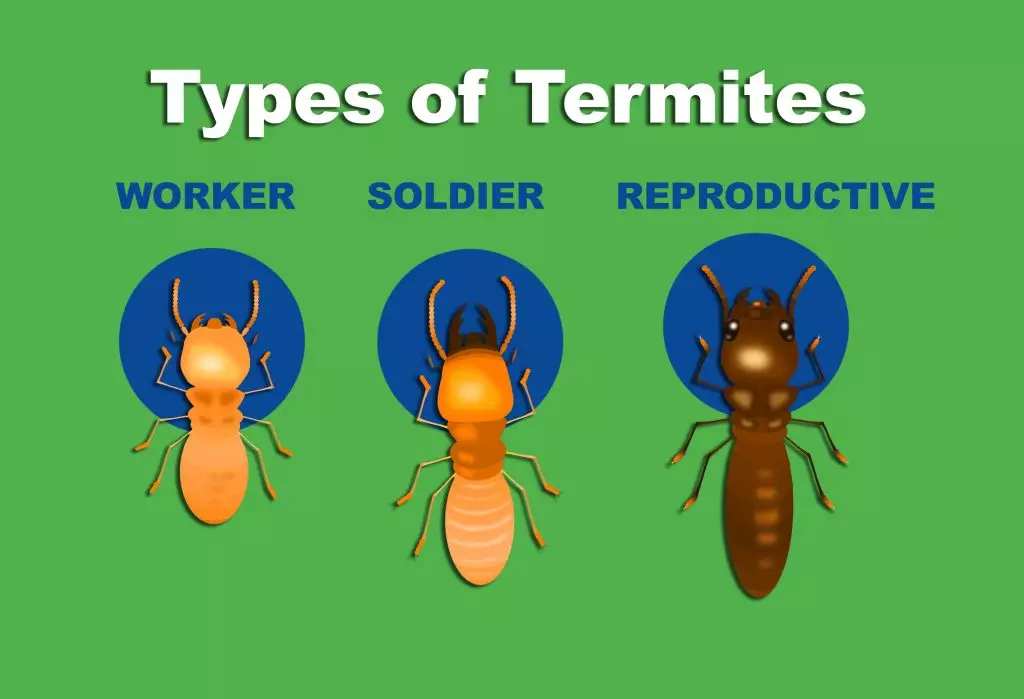 A graphic depicting three types of termites that could be found in a house.