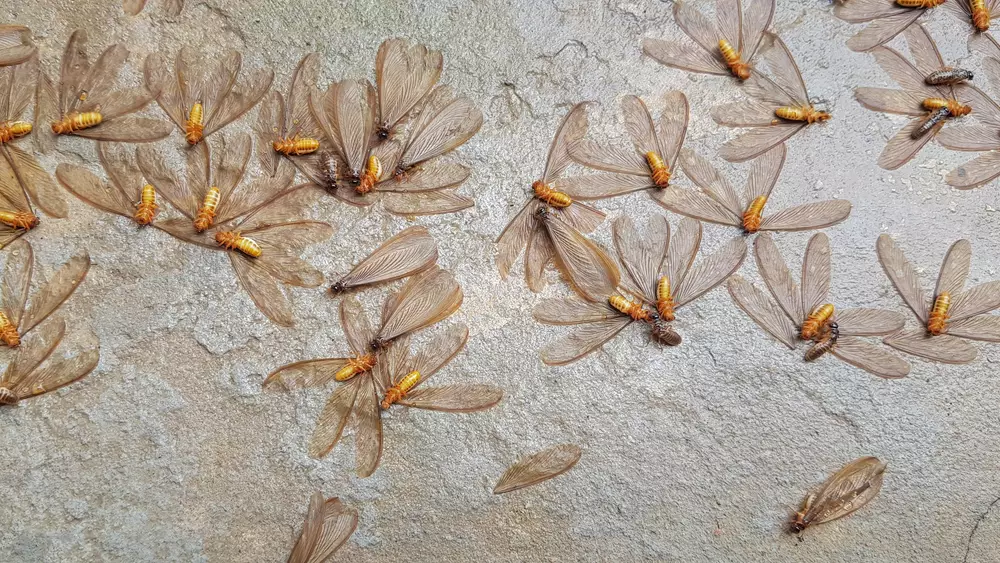 The remnants of a termite swarm showing dead swarmers on a concrete pavement